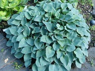 Hosta Funkia Pacific Blue Edger P9