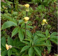 Arisaema flavum (Arizema żółta) bulwa