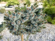 KOLOROWA KULECZKA Świerk serbski 'Beran' NA WYSOKIM PNIU C5