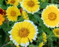 Złocień wieńcowy - 100 nasion