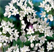 Czosnek OZDOBNY OGRODOWY duża sadzonka pojemniku P9 wsadzane po 3 sztuki