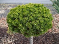 UROCZA Sosna górska, kosodrzewina 'Emerald Dwarf' Pinus mugo