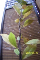 Magnolia wąska kolumnowa różowa szczepiona inna