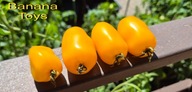 Pomidor BANANA TOYS - dwarf karłowy 10 nasion kolekcjonerskich DONICE