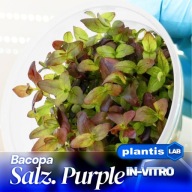 Bacopa Salzmanni Purple roślina akwariowa In Vitro kubek 6 cm PLANTIS