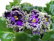 FIOŁEK AFRYKAŃSKI ### АВ-Гром и Молнии AV-Grom i Molnii ### 1LIŚĆ