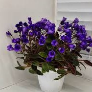 Fiołek afrykański @cięty liść @ Vallarta Campanas Morados @ miniat@ trailer