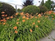 liliowiec rdzawy sadzonka w pojemniku 15 cm wieloletnia mrozoodporny