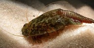 Przekopnica, przekopnice, triops
