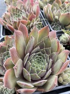 Rojnik BOLD TIP mrozoodporny sukulent do ogrodu skalnego Bez podlewania