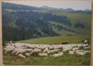 MAŁE PIENINY. JAWORKI - WYPAS OWIEC