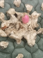 Kaktus Lophophora williamsii duża z ziemią i donicą L1 + gratisy +ogrzewacz