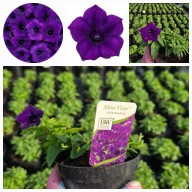 Supertunia Vista mini Ultramarine