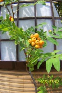 Jarzębina wąsko kolumnowa Iga szczepiona karłowa inna