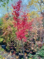 Klon PIXIE palmowy czerwony liść pienny 200 cm okaz inny