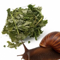 ZIOŁA MIX SUSZONE DLA ŚLIMAKA AFRYKAŃSKIEGO KRUSZONE