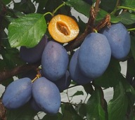 Śliwa Węgierka Zwykła – Tradycyjny Smak