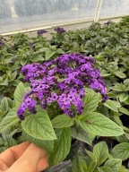 Heliotrop peruwianski fioletowy tadna sadzonka