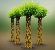 Wierzba pleciona sadzonka wiklina 130 cm x 2 sztuki