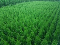 Thuja TUJA SZMARAGD DONICA 50cm ukorzenione