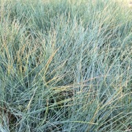 Kostrzewa sina 'Elijah Blue' NIEBIESKA trawa (Festuca glauca) Poj. P13