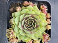 Rojnik 362 JAKKIE VARRE różowo-kremowa