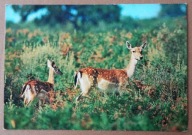 POCZTÓWKA - ŁANIA DANIELA Z MAŁYM - włoska, fotograficzna