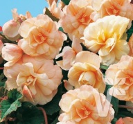 Begonia Rosana Champagner zwisająca