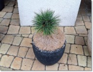 Pinus strobus Diablo - !!!!!!!!!!