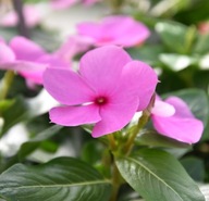 Catharanthus roseus Cora Cascade Lilac Barwinek SŁONECZNE KWIATY