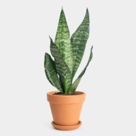 Sansevieria sansewieria zeylanica compacta wężownica SADZONKA 35cm