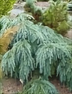 Cedr himalajski Feelin Blue (cedrus deodara 'Feelin Blue') C5 10/15cm