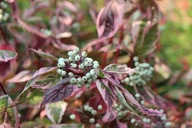 Dereń biały 'Sibirica Variegata' CORNUS ALBUS ' duża sadzonka 3L