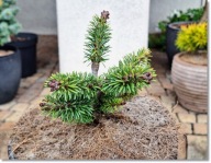 Abies lasiocarpa 'Kardla' - !!!!!