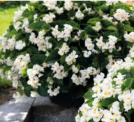 Begonia Big DeluXXe White Green Leaf