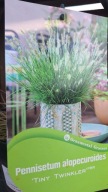 Rozplenica Tiny Twinkler 3L