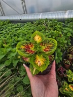 Koleus - Coleus Stainted Glassworks Spacecake