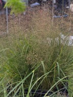 Trawa Miłka wlosowata, 1,5L