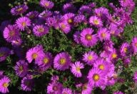 karłowy aster jesienny - marcinki marcinek