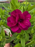 Million Bells - Double Magenta