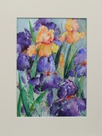 Akwarela pt. Irysy 50