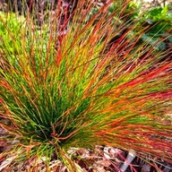 TRAWA Kostrzewa Walberla | MROZOODPORNA | CZERWONE PRZEBARWIENIA