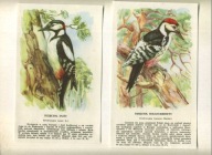 PTAKI -Litografia ptaków ,DZIĘCIOŁ BIAŁOGRZBIETY i DZIĘCIOŁ DUŻY 2 x