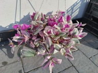 trzykrotka albiflora nanonuk M