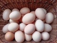 Jaja jajka kurze wiejskie 10 szt