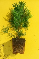 Tuja szmaragd w donicy P9 thuja smaragd 15-25 cm NAJTANIEJ