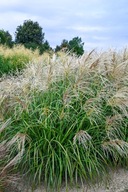 Miskant chiński Golden Galaxy - złociste wiechy i kaskadowy pokrój NOWOŚĆ