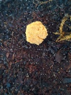 Białe duże skoczogonki - hodowla 250 ml - nowa, dopiero założona ! - owady