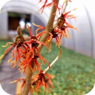 Oczar pośredni Jelena, szczepiony, z pąkami kwiatowymi, 60-80 cm