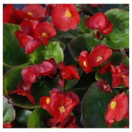 Begonia semperflorens TOPSPIN RED czerwona PIĘKNE KWIATY ZESTAW 10 SIEWEK